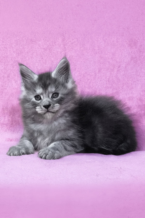 Ryan | Maine Coon Kitten