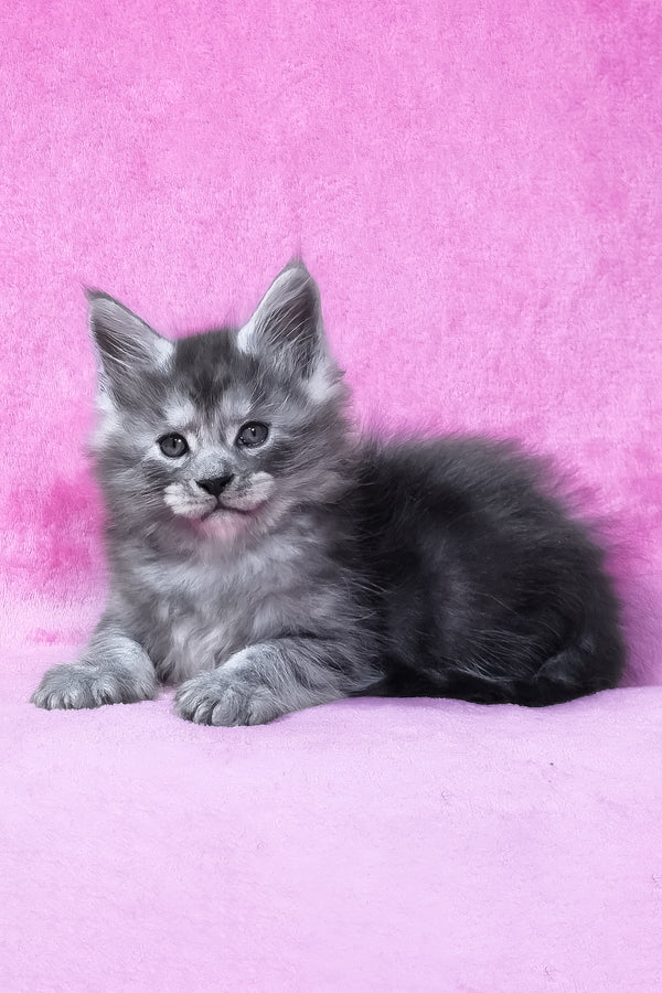 Ryan | Maine Coon Kitten