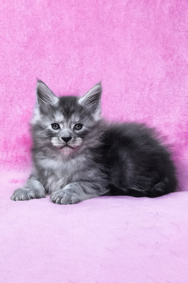Ryan | Maine Coon Kitten