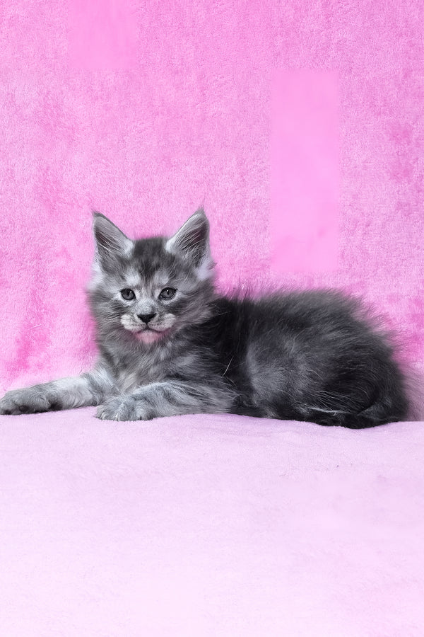 Ryan | Maine Coon Kitten