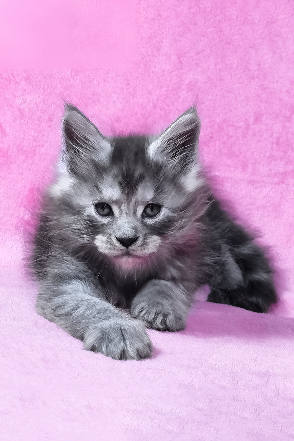 Ryan | Maine Coon Kitten