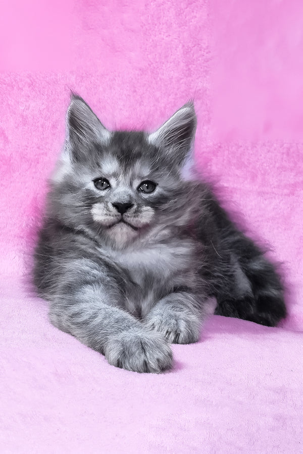 Ryan | Maine Coon Kitten