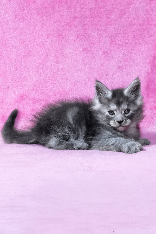 Ryan | Maine Coon Kitten