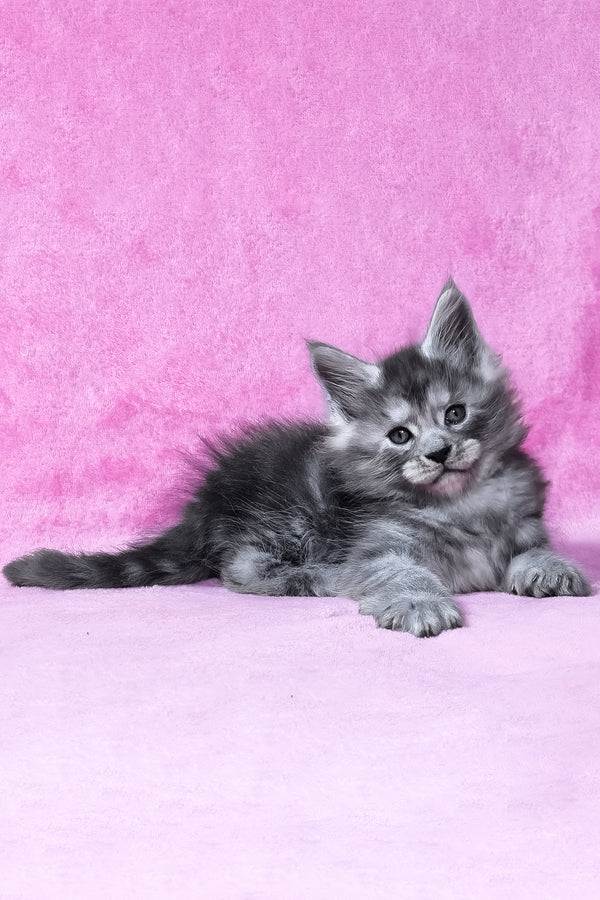 Ryan | Maine Coon Kitten