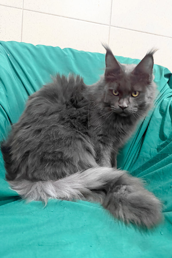 Rayanna | Maine Coon Kitten