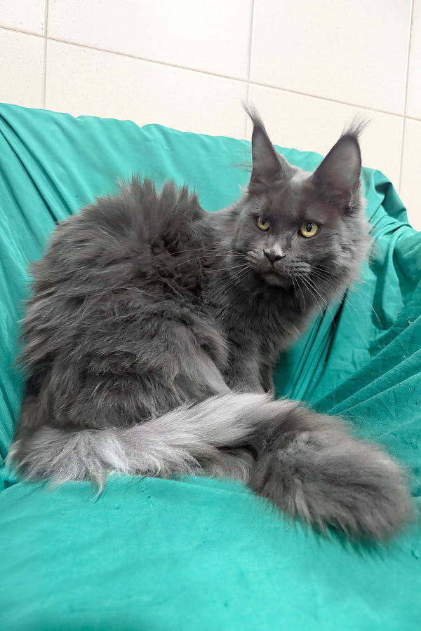 Rayanna | Maine Coon Kitten