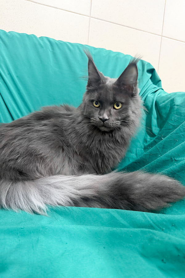 Rayanna | Maine Coon Kitten