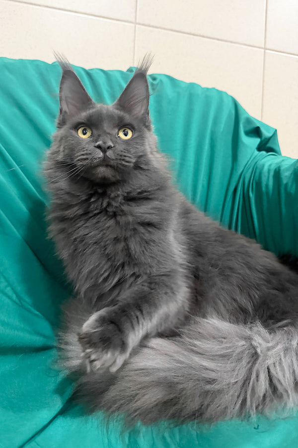 Rayanna | Maine Coon Kitten