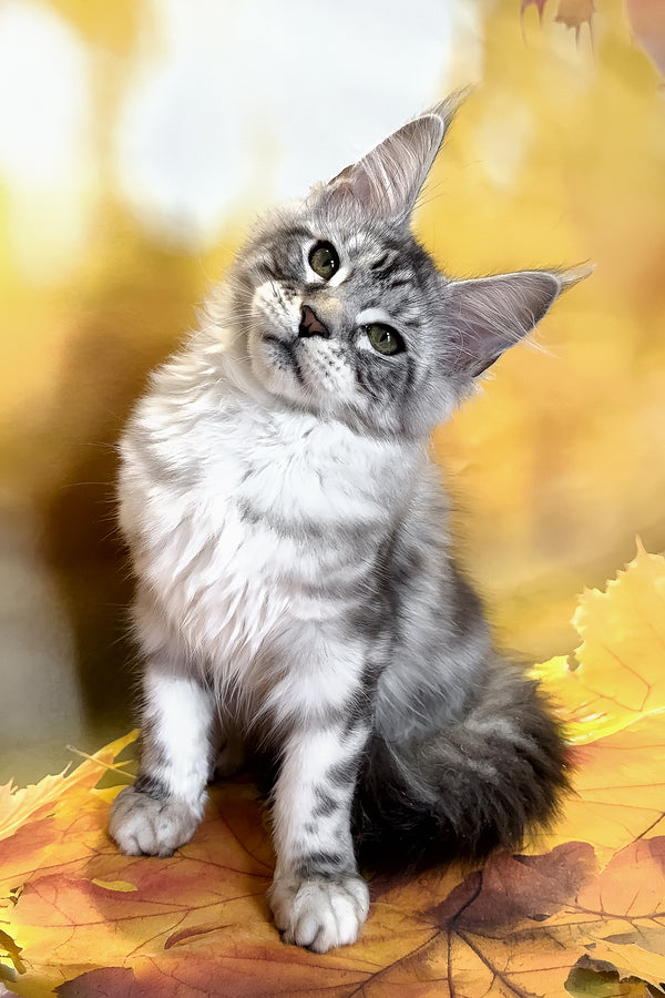 Rybi | Maine Coon Kitten