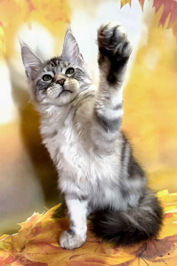 Rybi | Maine Coon Kitten