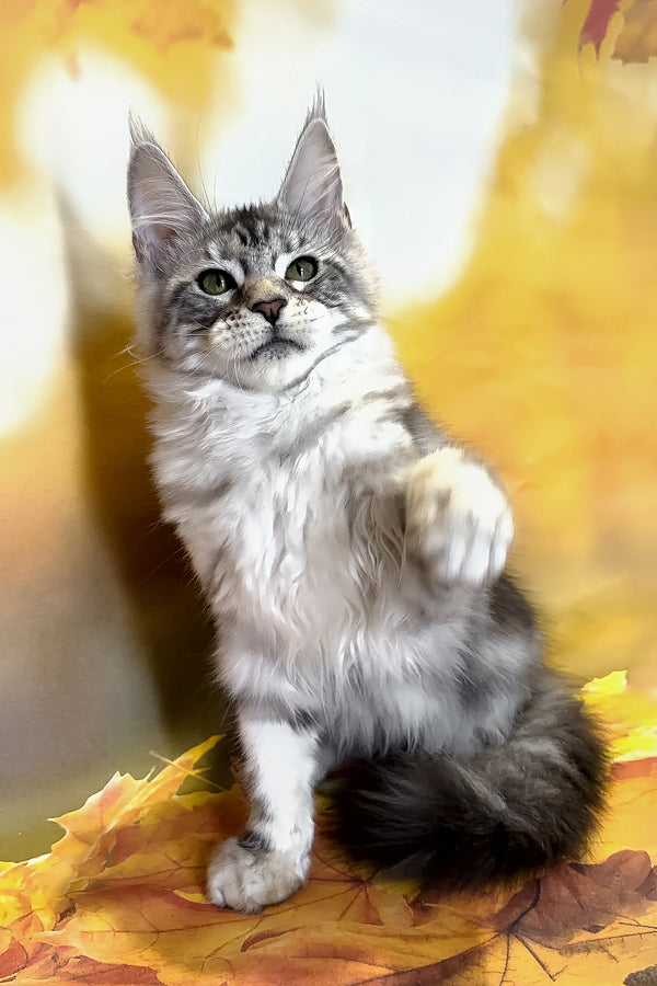 Rybi | Maine Coon Kitten