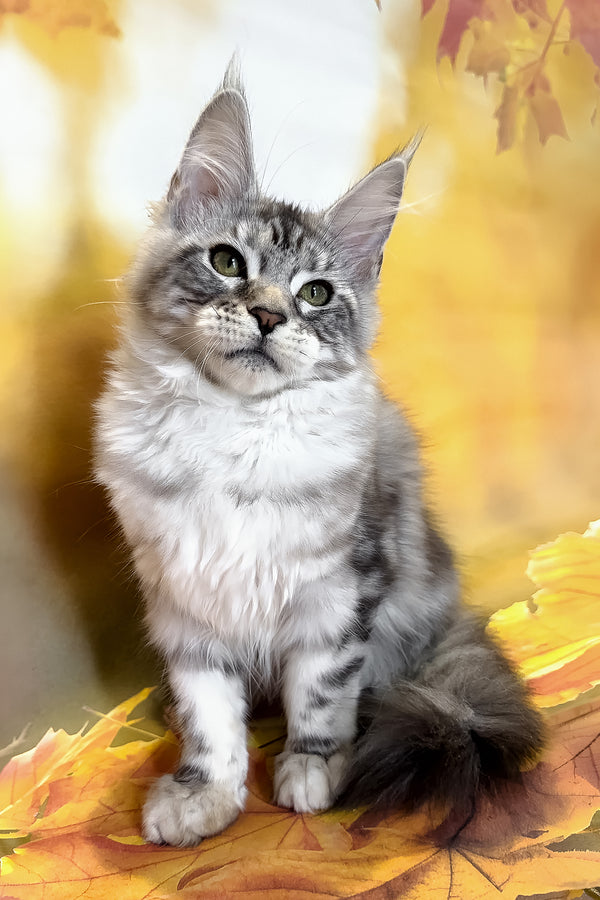 Rybi | Maine Coon Kitten