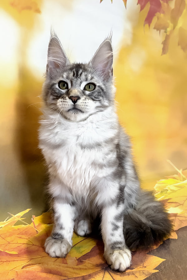 Rybi | Maine Coon Kitten