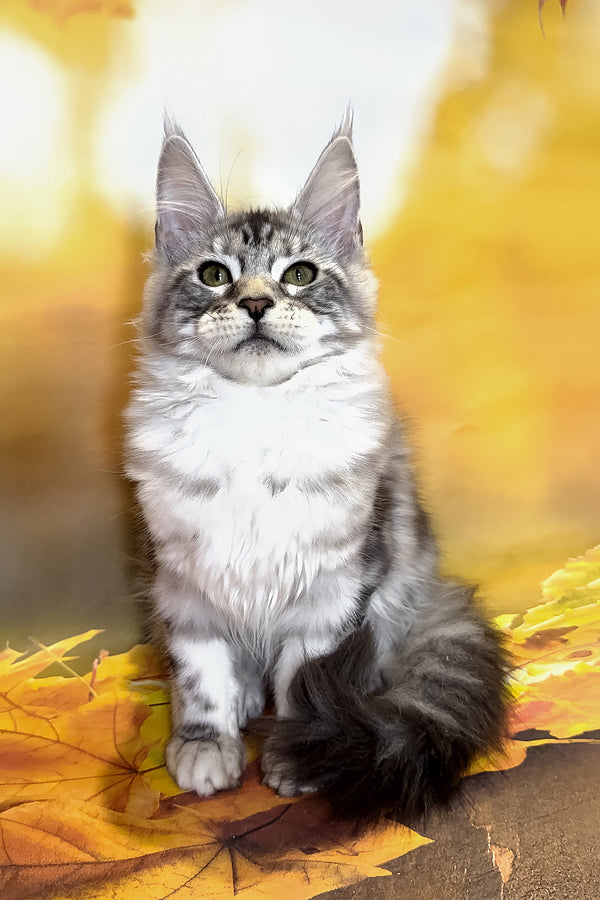 Rybi | Maine Coon Kitten