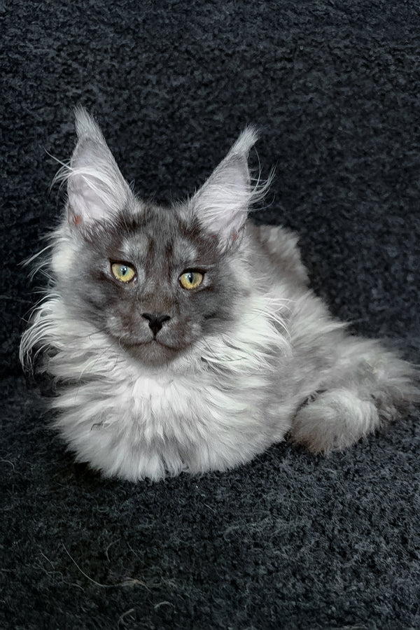 Ryna | Maine Coon Kitten