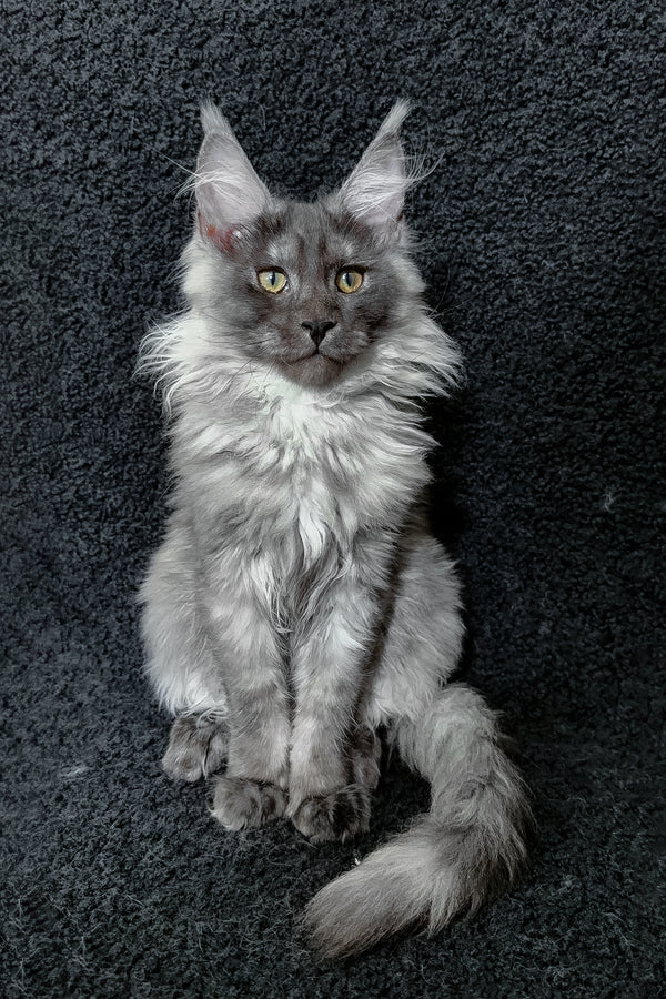 Ryna | Maine Coon Kitten