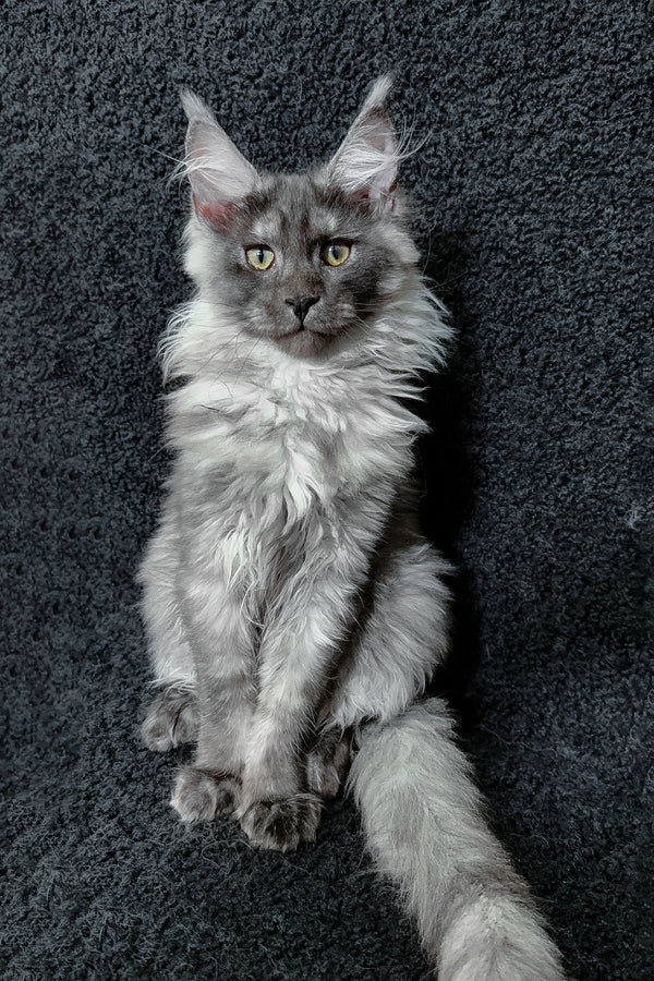Ryna | Maine Coon Kitten