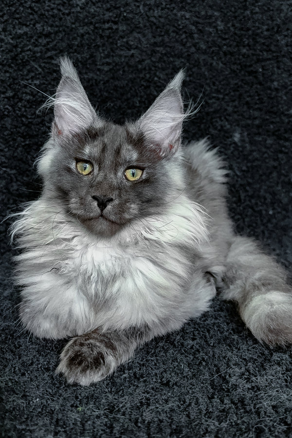 Ryna | Maine Coon Kitten