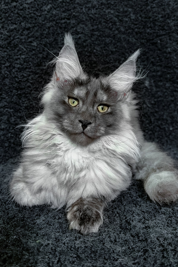 Ryna | Maine Coon Kitten