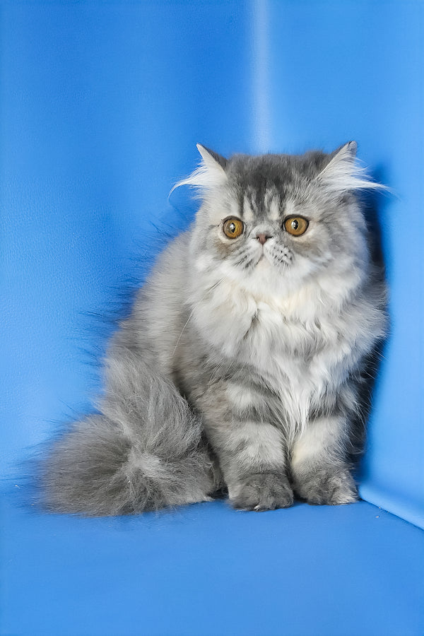 Sindi | Persian Kitten