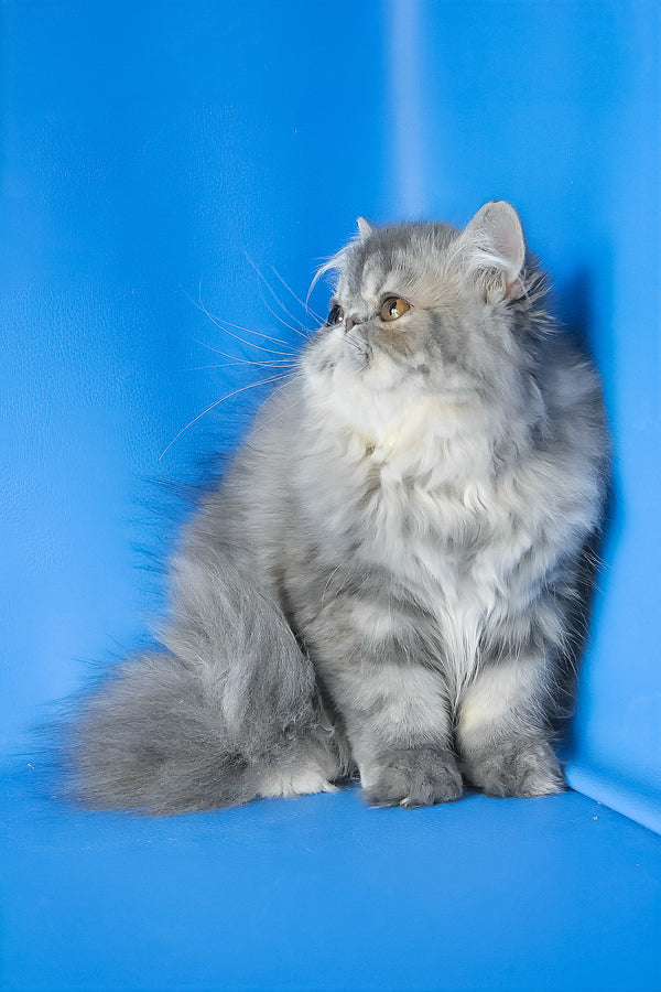 Sindi | Persian Kitten