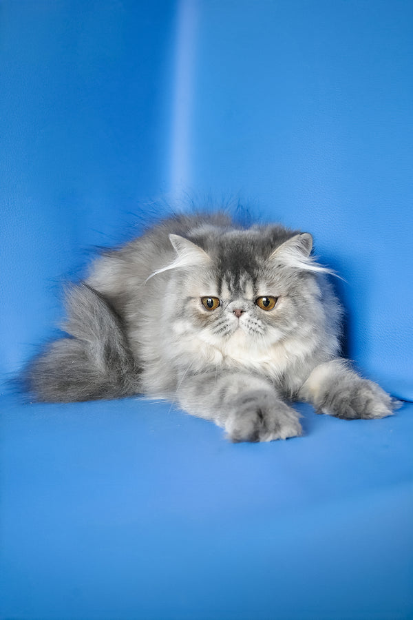 Sindi | Persian Kitten
