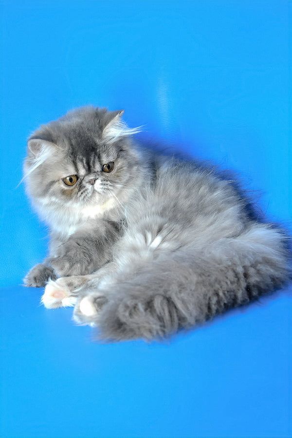 Sindi | Persian Kitten
