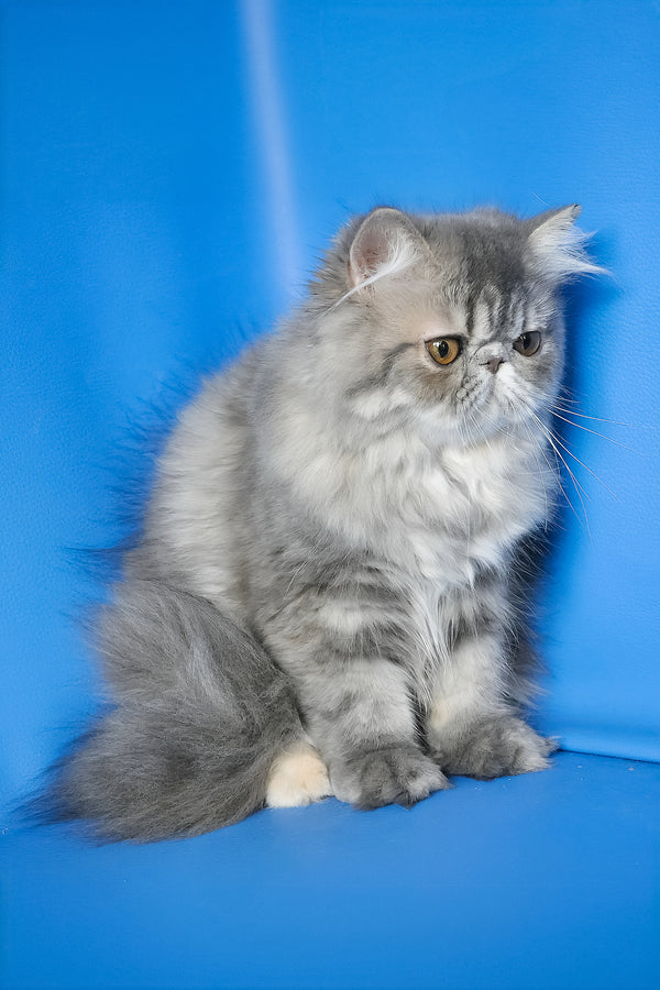 Sindi | Persian Kitten