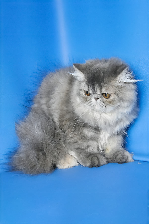 Sindi | Persian Kitten