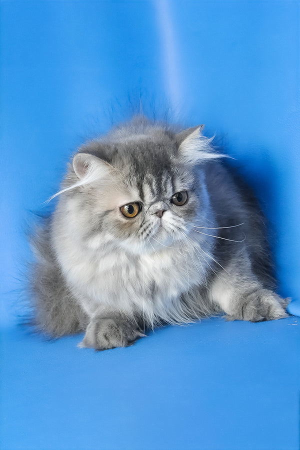 Sindi | Persian Kitten