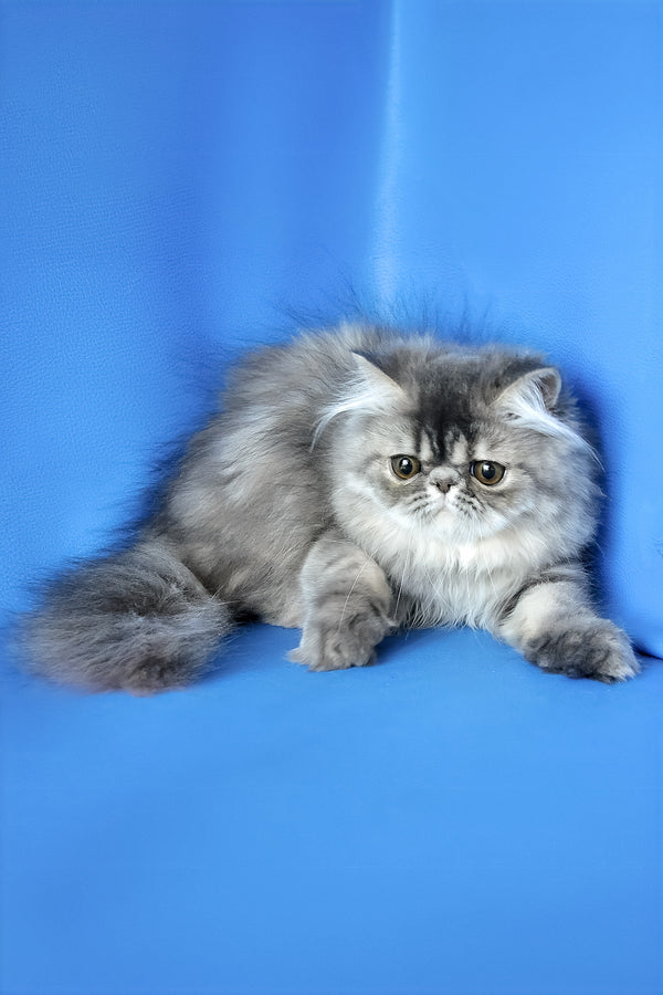 A fluffy silver-gray persian kitten named sindi with long luxurious fur and a flat face from melissa persian kitten collection