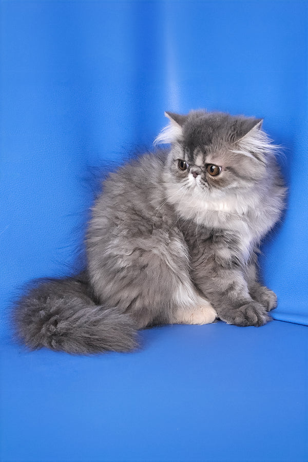 A fluffy gray persian kitten with white chest and paws sitting against blue backdrop melissa persian kitten