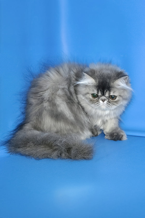 A fluffy silver-gray persian kitten with a long luxurious coat featured as sindi melissa persian kitten