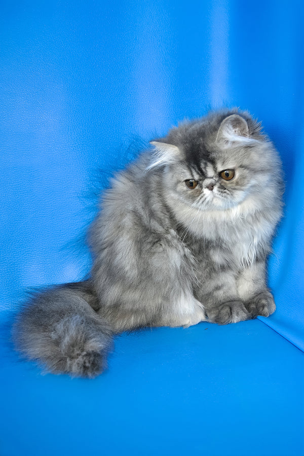 A fluffy silver-gray persian kitten named sindi with a round face and expressive eyes against a blue backdrop
