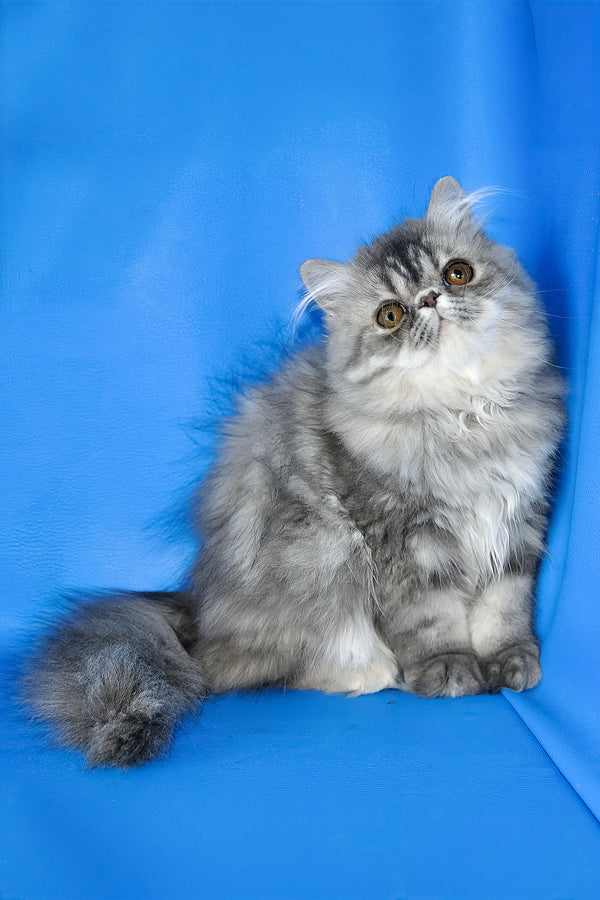 Sindi persian kitten a fluffy silver-gray persian kitten with golden eyes sitting against a vibrant blue backdrop