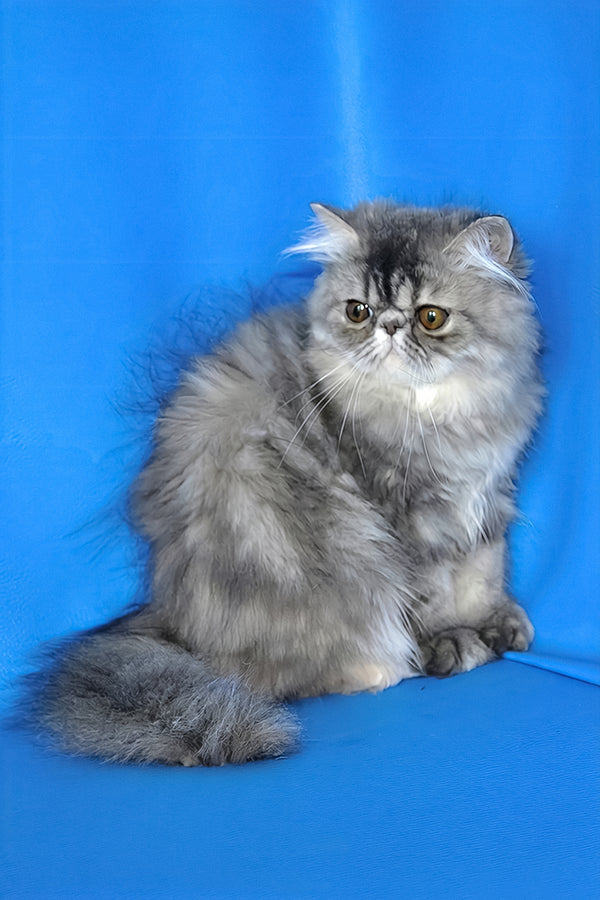 A fluffy silver-gray persian kitten with golden eyes sits against a vibrant blue backdrop in melissa persian style