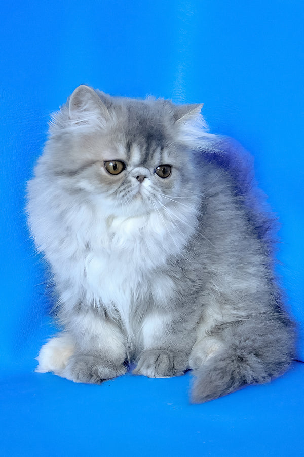 Sindi | Persian Kitten