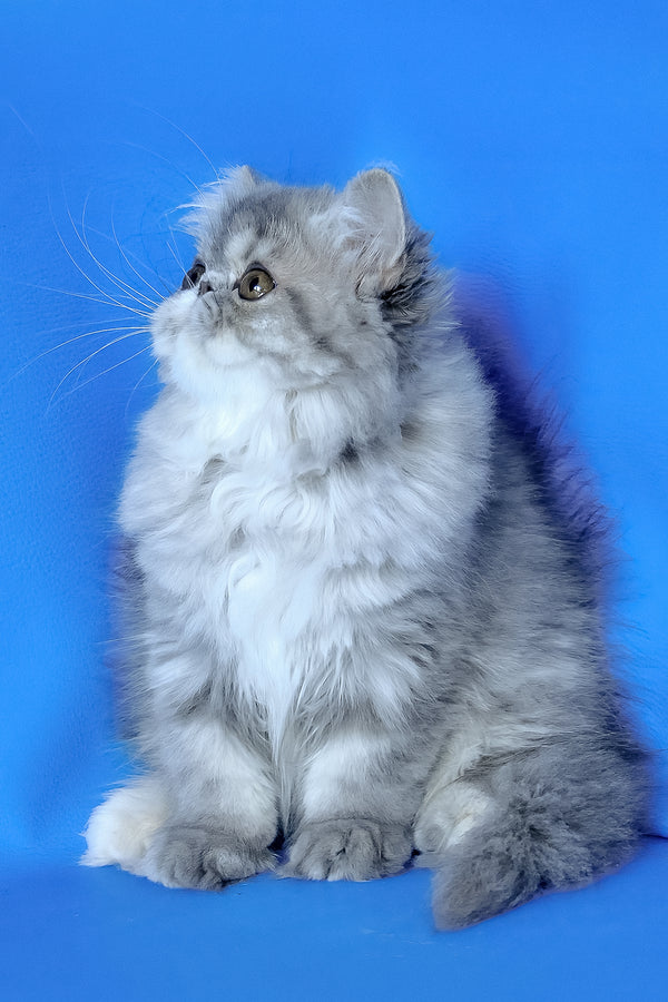 Sindi | Persian Kitten