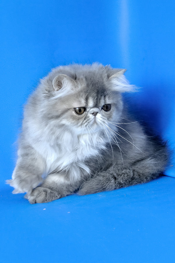 Sindi | Persian Kitten