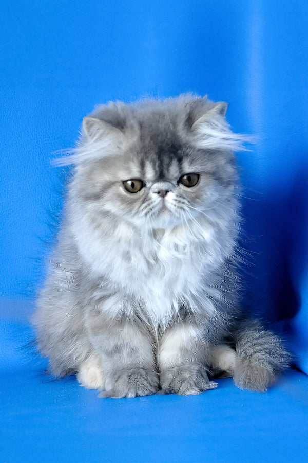 Sindi | Persian Kitten