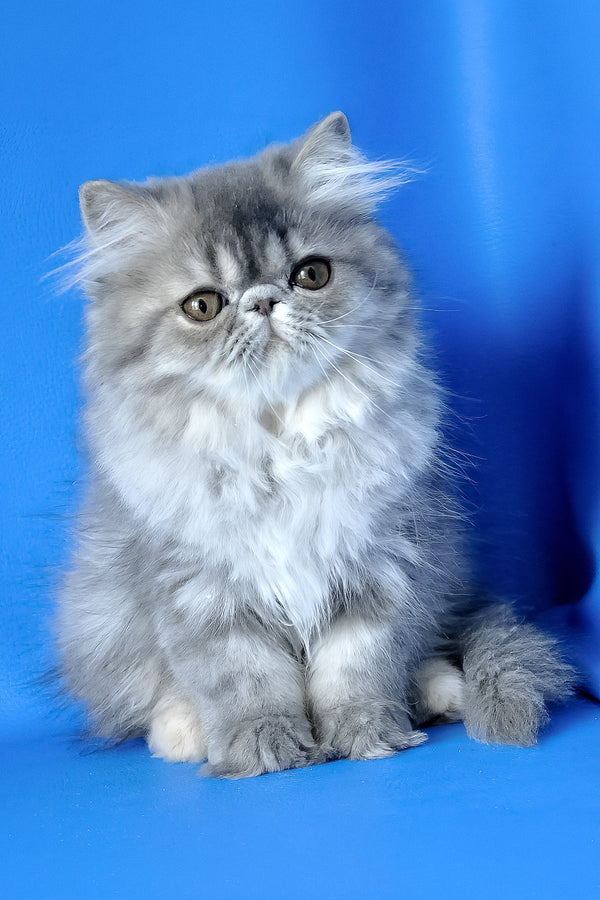 Sindi | Persian Kitten