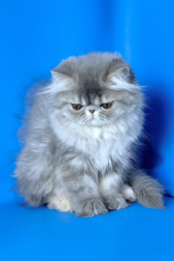 Sindi | Persian Kitten