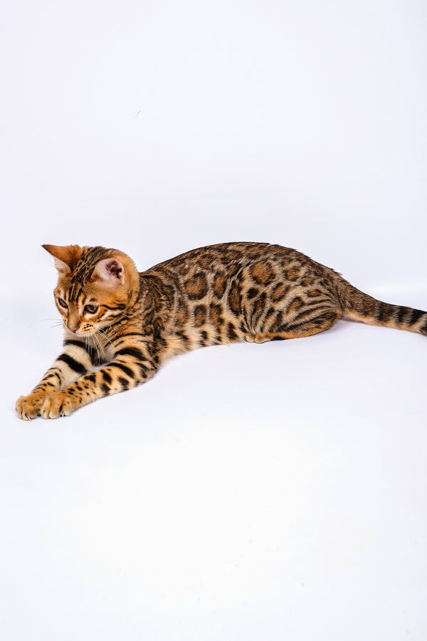Sabina | Bengal Kitten