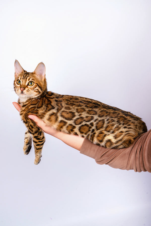 Sabina | Bengal Kitten