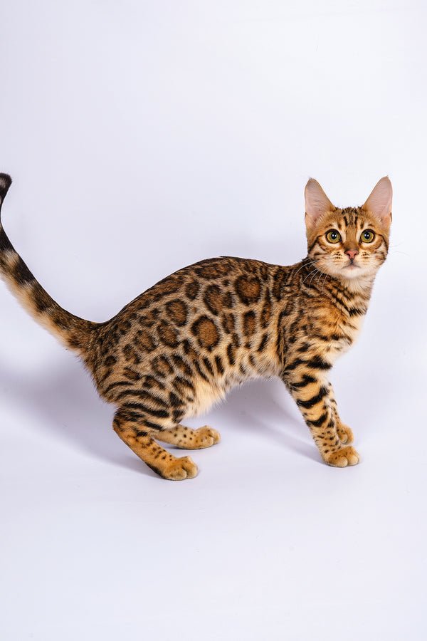Sabina | Bengal Kitten