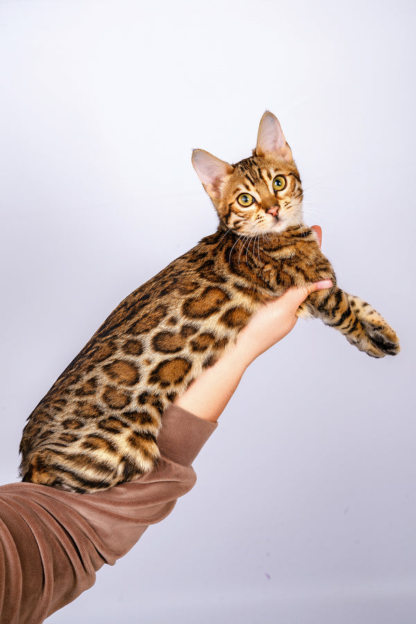 Sabina | Bengal Kitten