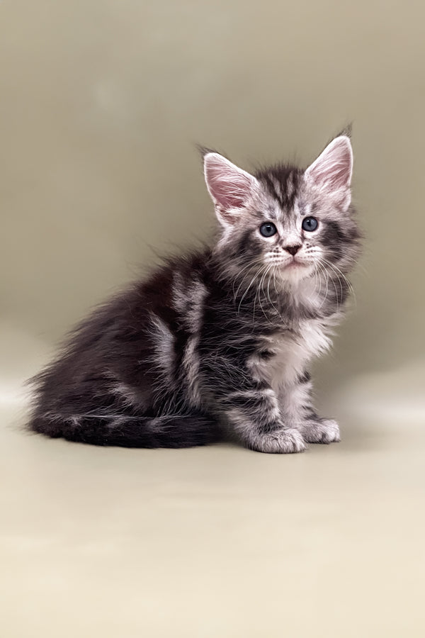 Sabrina | Maine Coon Kitten