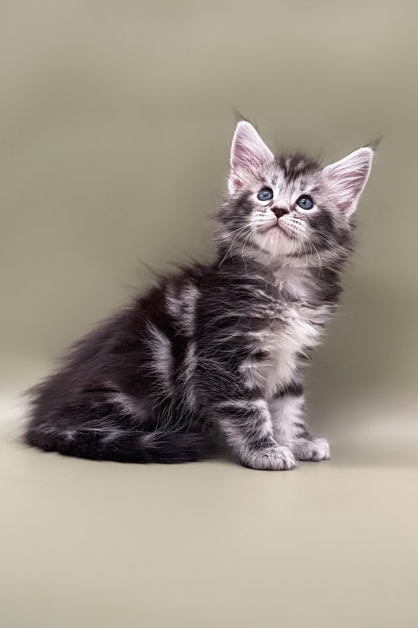 Sabrina | Maine Coon Kitten