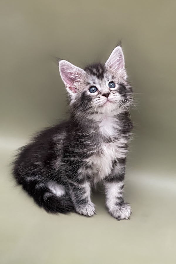 Sabrina | Maine Coon Kitten