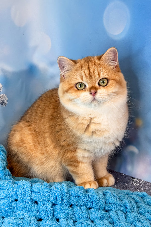 Sabrina | British Shorthair Kitten